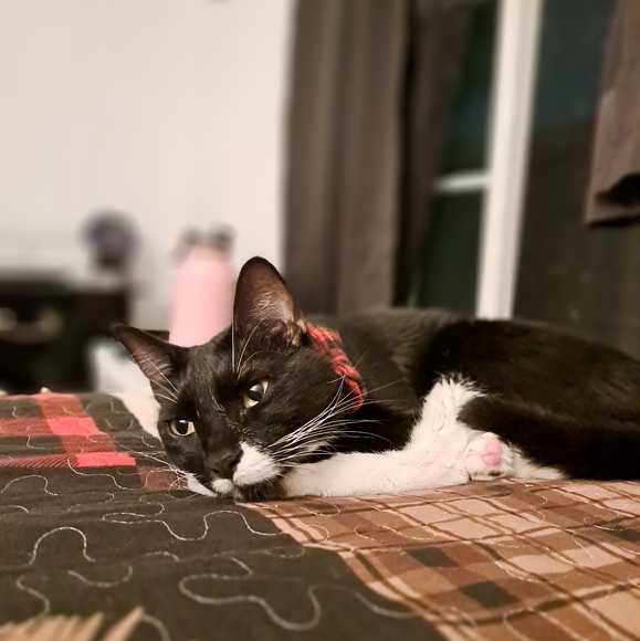 Meet your Posher, Melissa - Picture 3 of 7